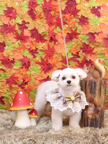 20241113みみくん